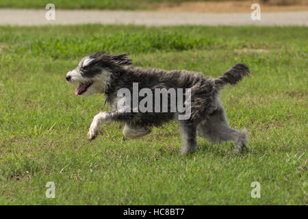 Adorable terrier avec shaggy fourrure humide s'exécutant dans un parc pour chiens, avec ses oreilles et soufflé de fourrure hors de son visage Banque D'Images