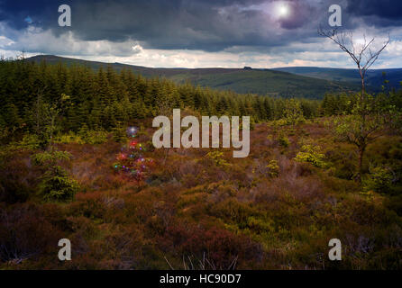 Arbre de Noël avec des lumières dans la forêt de Kielder Banque D'Images