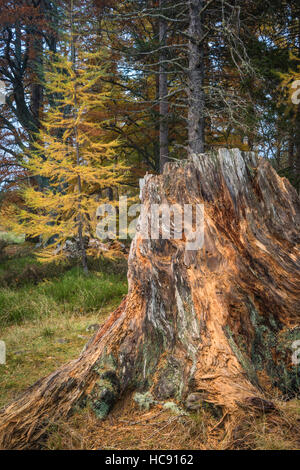 Souche de pin sylvestre et le mélèze à Loch an Eilein en Ecosse. Banque D'Images