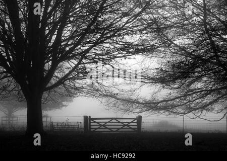 Gate et des arbres dans la brume du matin à Felbrigg Park Norfolk Banque D'Images