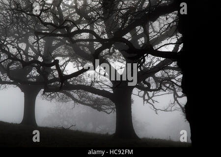 Arbres dans la brume du matin à Felbrigg Park Norfolk Banque D'Images