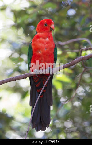 Un Australien en mue (Alisterus scapularis King Parrot) dans un arbre. Banque D'Images