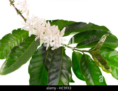 Arbre généalogique café fleur avec des fleurs blanches. Coffea est un genre de plantes appartenant à la famille des Rubiacées. Banque D'Images