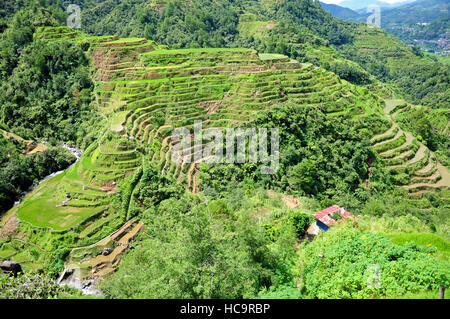 Les terrasses de riz de Banaue au nord des Philippines. Banque D'Images