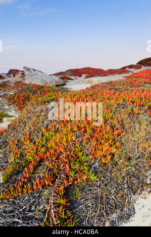 Grand angle Vue verticale de l'usine à glace (Carpobrotus edulis), une espèce envahissante originaire d'Afrique du Sud, dans la côte de la Californie. Banque D'Images