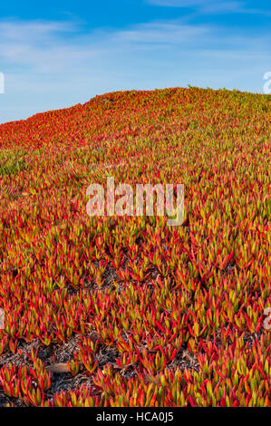 Grand angle Vue verticale de l'usine à glace (Carpobrotus edulis), une espèce envahissante originaire d'Afrique du Sud, dans la côte de Californie. Banque D'Images