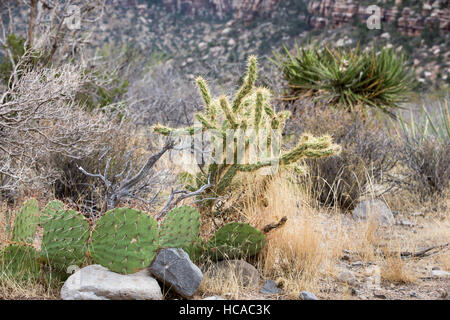 Désert classique scène montrant divers cactus et plantes croissant sur le plancher d'un canyon sec du désert dans le sud du Nevada. Banque D'Images