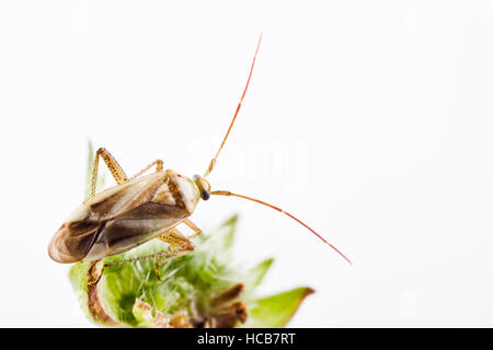 Bug de luzerne (Adelphocoris lineolatus) Banque D'Images