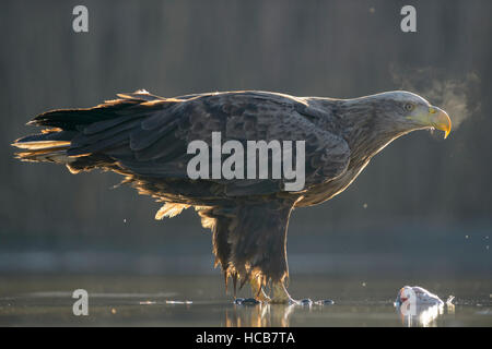 À queue blanche (Haliaeetus albicilla), adulte debout dans l'eau peu profonde de l'étang, à condensation souffle, avec les proies Banque D'Images