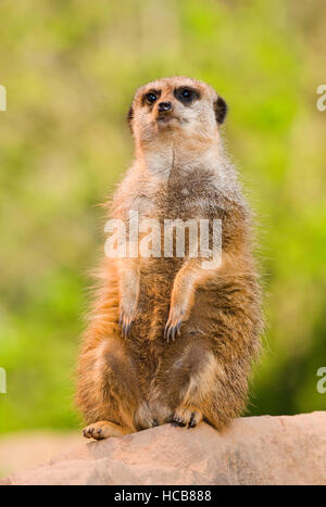 Meerkat ou suricate (Suricata suricatta) sitting on rock, captive, Allemagne Banque D'Images