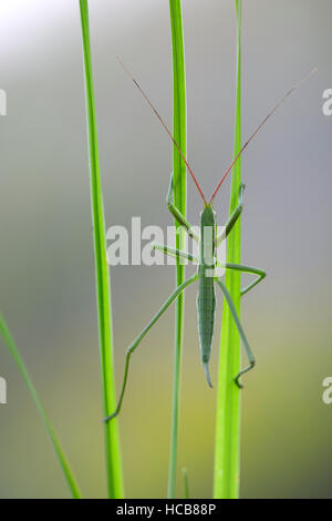 Saga pedo pedo sagou cricket (bush), juvénile sur herbe, Pleven, Bulgarie Province Banque D'Images