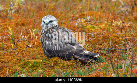 La Buse pattue (Buteo lagopus ou), assis, de couleur d'automne, de la toundra du nord de la Norvège, la Norvège Banque D'Images