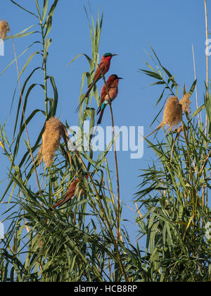 Le sud de carmine guêpiers (Merops nubicoides) sur les tiges de roseau, Okavango Delta, Botswana Banque D'Images