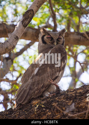 Owl-de verreaux, aussi laiteux ou Giant Eagle owl (Bubo lacteus) assis dans l'arbre avec les proies, Okavango Delta, Botswana Banque D'Images