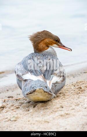 Harle bièvre (Mergus merganser), femme à terre, le lac de Schwerin, Mecklenburg-Vorpommern, Allemagne Banque D'Images