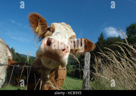 Portrait d'une vache dans un pré Banque D'Images