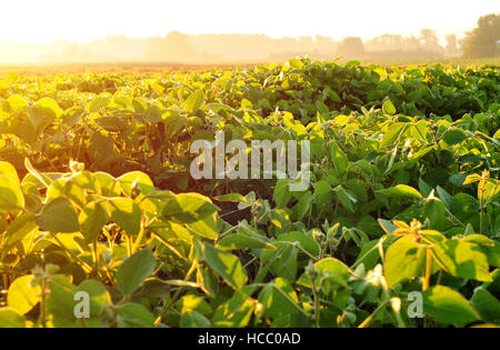 Champ de soya, éclairé par la lumière du soleil tôt le matin chaud Banque D'Images