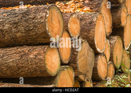 Logged pins dans une pile Banque D'Images
