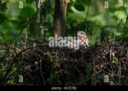 Fauve / Sperber ( Accipiter nisus ), les femmes adultes, assis, de reproduction dans son nid d'aigle dans un arbre à feuilles caduques à nice spotlight. Banque D'Images