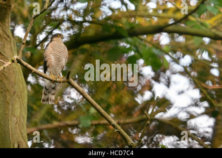 Fauve / Sperber ( Accipiter nisus ), mâle adulte, perché en haut des arbres à feuilles caduques, à regarder avec attention, la chasse, la faune. Banque D'Images