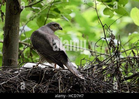 Fauve / Sperber ( Accipiter nisus ), les femmes adultes, debout sur le bord de son nid, regarder en arrière sur l'épaule, vue arrière. Banque D'Images