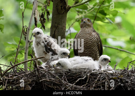 Fauve / Sperber ( Accipiter nisus ), femelle adulte avec ses grands poussins sur leur aerie, très haut dans un arbre à feuilles caduques. Banque D'Images