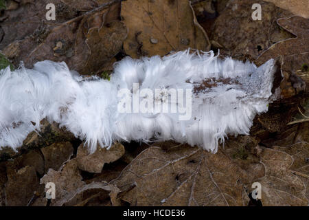La laine de la glace ou de la glace sèche, Exidiopsis effusa en plein hiver dans une vallée près de Timberscombe sur Exmoor, Somerset. Banque D'Images