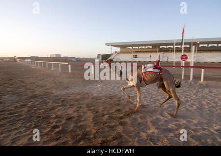 Avec un robot jockey de chameau en selle près de la ligne d'arrivée dans une course de chameaux sur un hippodrome en Oman. Banque D'Images