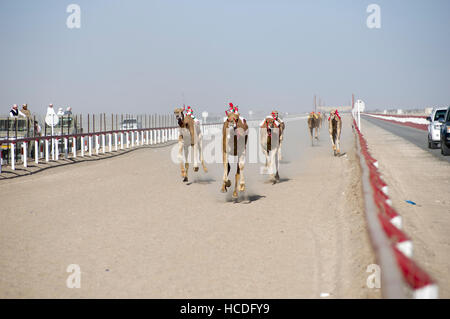 Jockeys de chameaux avec robot le tonnant racetrack flanquée de SUV. Une course de chameaux dans le Sultanat d'Oman Banque D'Images