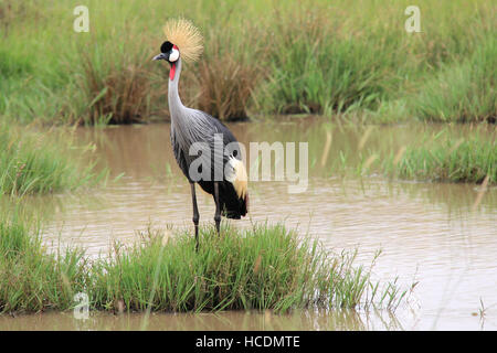 Grue couronnée grise (Balearica regulorum) debout dans l'herbe entouré par l'eau dans le Masai Mara National Reserve, Kenya Banque D'Images