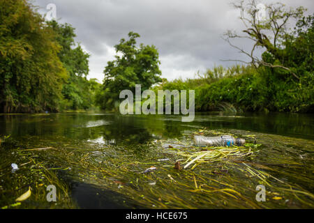 Une bouteille en plastique pris dans la végétation de la rivière Anker, Tamworth, Staffordshire, Août 2014 Banque D'Images