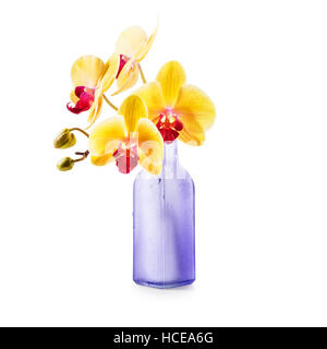 Orchidée jaune fleurs dans vase bouteille isolé sur fond blanc. Objet unique avec chemin de détourage. L'élément de conception Banque D'Images