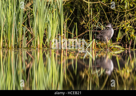 Coot Fulica atra, un mineur se dresse sur l'ancien nid au bord des lacs, Tamworth, Staffordshire, Septembre Banque D'Images