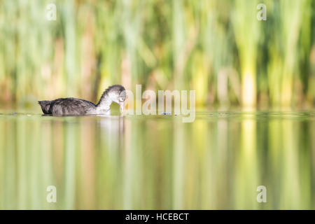 Coot Fulica atra, un mineur nage sur un lac calme et regarde c'est la réflexion, Tamworth, Staffordshire, Septembre Banque D'Images