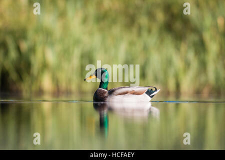 Canard colvert Anas platyrhynchos, un homme adulte nage à travers la surface calme du lac, Tamworth, Staffordshire, Septembre Banque D'Images