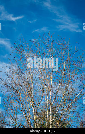 Argent blanc frappant des branches de bouleau verruqueux atteindre vers le haut dans un ciel bleu Banque D'Images