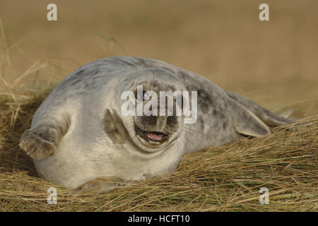 Bébé phoque gris au Donna Nook, Lincolnshire, Royaume-Uni Banque D'Images