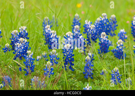 Texas bluebonnet, Ladybird Johnson Wildflower Center, Austin, Texas Banque D'Images