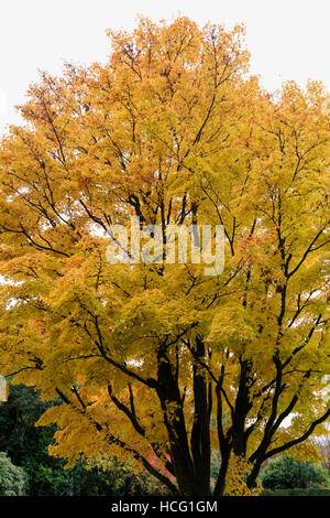 L'or jaune feuillage de l'automne de l'érable du Japon, Acer palmatum 'Sango Kaku', à la maison du jardin, Devon Banque D'Images