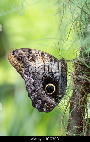 Papillon Hibou géant ou pâle, papillon Hibou Caligo memnon en Amérique centrale et du Sud. Banque D'Images