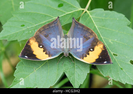 Kallima inachus, l'Orange Oakleaf, feuille morte papillon. À partir de l'Asie, l'Inde au Japon. Banque D'Images