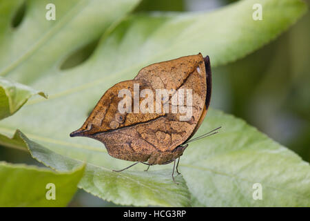 Kallima inachus, l'Orange Oakleaf, feuille morte papillon. Asie Banque D'Images