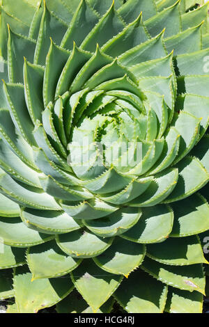 Aloe polyphylla aloe Spirale Banque D'Images