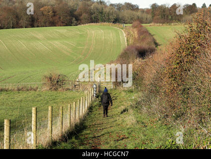 Rambler dame sur un sentier public dans les collines de Chiltern en Angleterre Banque D'Images