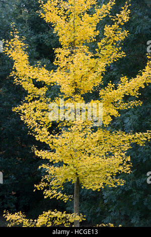 Ginkgo biloba 'Tremonia'. Arbre généalogique Maindenhair en automne Banque D'Images