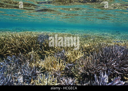 Les récifs coralliens peu profonds avec sous-marin coraux Acropora staghorn en bon état, l'océan Pacifique sud, la Nouvelle Calédonie Banque D'Images