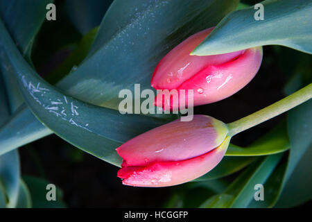 Tulipe rose givré Banque D'Images