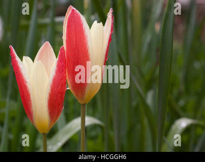 Les espèces de tulipes sauvages en pluie douce Banque D'Images