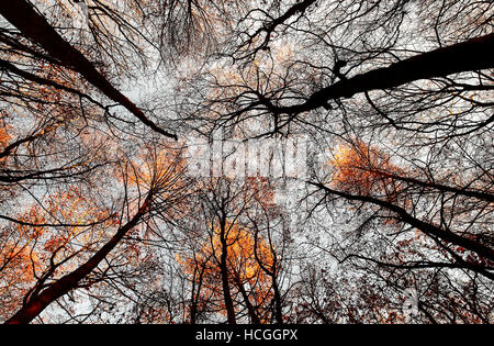 Arbre spectaculaire vues d'en bas à la recherche jusqu'à Woodland Park Banque D'Images