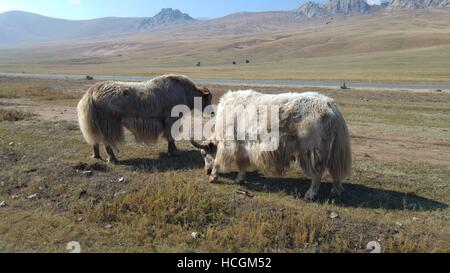 Les yacks paissant dans les plaines mongoles dans le Mountain Valley Banque D'Images